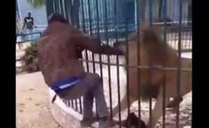 Uznemirujući snimak: Lav zgrabio za ruku radnika zoološkog vrta