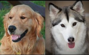 Horor u BiH: Iz lovačke puške ubio Zlatnog retrivera i Sibirskog haskija