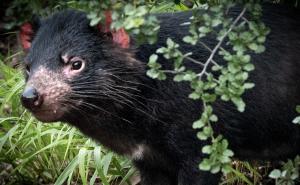 Historijski korak: Tasmanijski đavo vraćen u divljinu nakon čak 3.000 godina