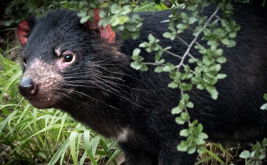 Historijski korak: Tasmanijski đavo vraćen u divljinu nakon čak 3.000 godina