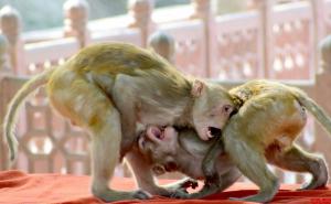 Potukli se majmuni, njihov sukob odnio dva ljudska života