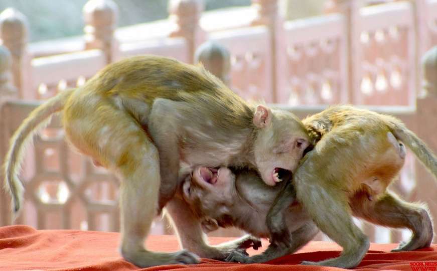 Potukli se majmuni, njihov sukob odnio dva ljudska života