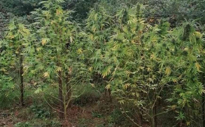 Policija u BiH našla plantažu marihuane, tragaju ko ju je zasadio