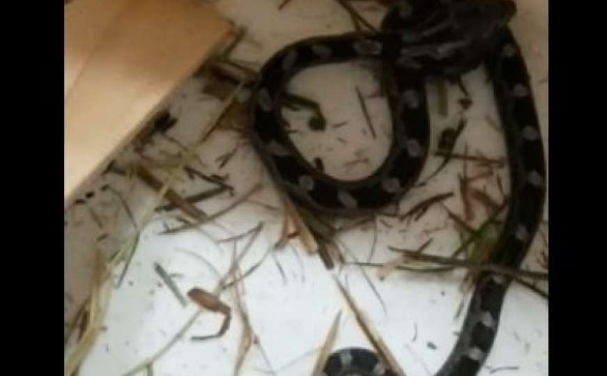 Dvostruka nevolja: Ženi u kuću ušla zmija kakva se rijetko viđa
