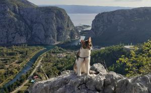 Macika, jedina mačka planinarka iz BiH: Osvaja planine i naša srca