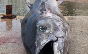 Nevjerovatno: U Jadranu ulovili ogromnu tunu od skoro 200 kilograma