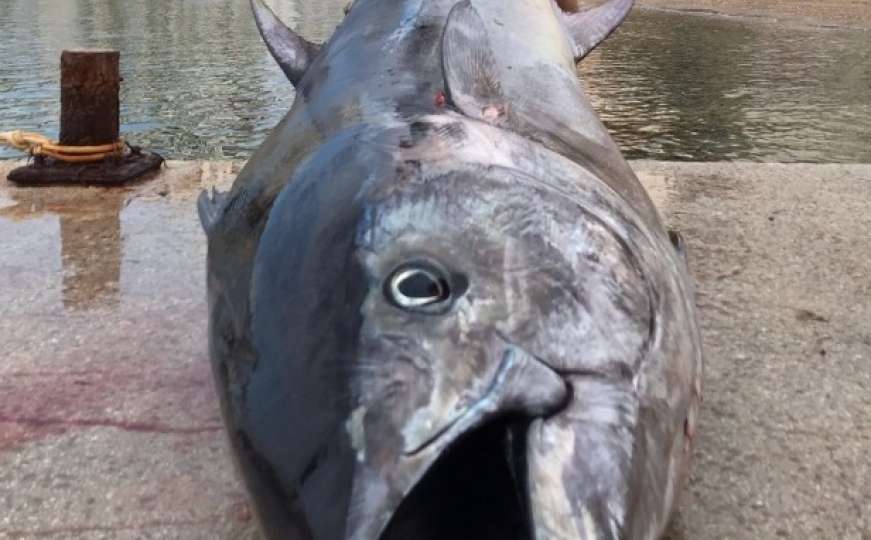 Nevjerovatno: U Jadranu ulovili ogromnu tunu od skoro 200 kilograma