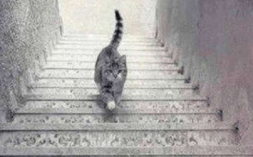 Mačka hoda uz ili niz stepenice: Vaš odgovor otkriva kakva ste osoba
