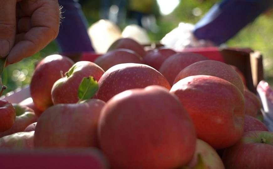 Samo u BiH: Onesposobili kamere u privatnom voćnjaku i ukrali 300 kg jabuka