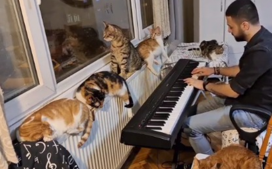 Turčin ima milion fanova: Svira klavir za spašene mačke, ima ih 19