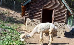 Sarajevski zoo vrt: Sve je spremno za dolazak niskih temperatura