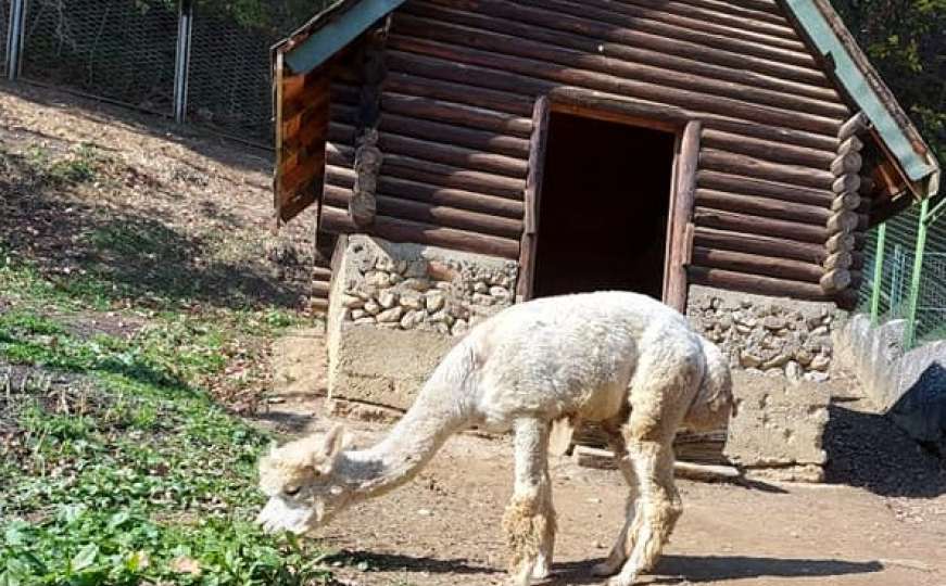 Sarajevski zoo vrt: Sve je spremno za dolazak niskih temperatura