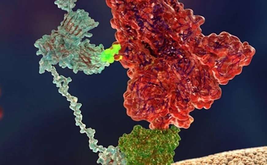 Istraživači otkrili drugi "ključ" koji čini novi koronavirus toliko zaraznim