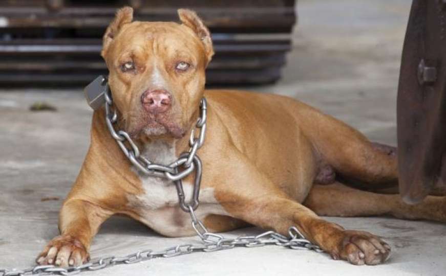 Strava u Splitu: Američki staford napao Gibonnijevu suprugu i usmrtio njenog psa