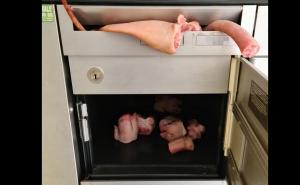 Muslimanskoj porodici u poštanskom sandučiću ostavili ostatke mrtve svinje