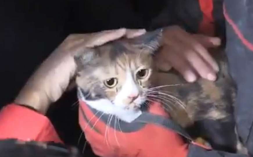 Uplašen, ali živ: Kako ostati ravnodušan na snimak mačića spašenog u Izmiru
