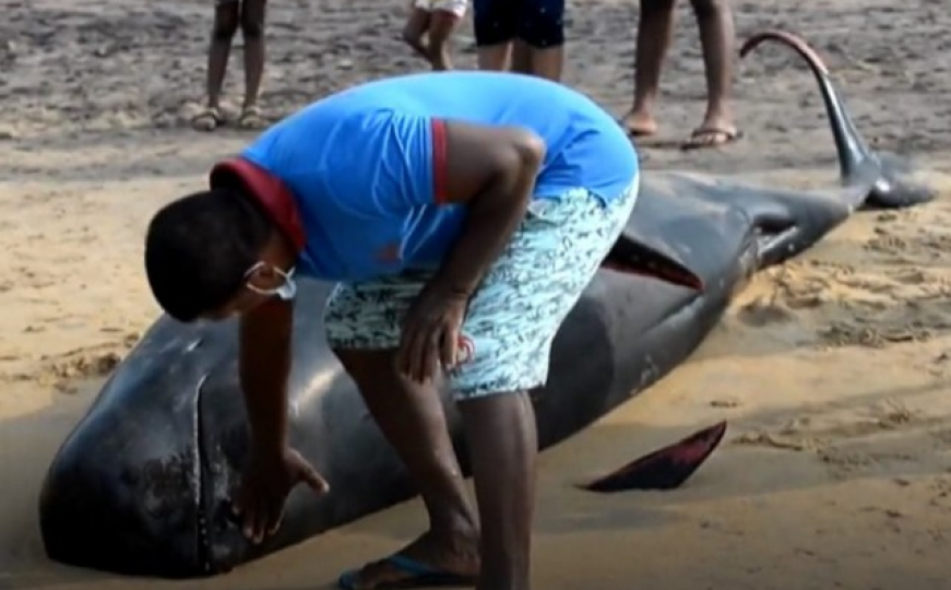 Nasukao se veliki broj delfina, dobri ljudi im pomažu 