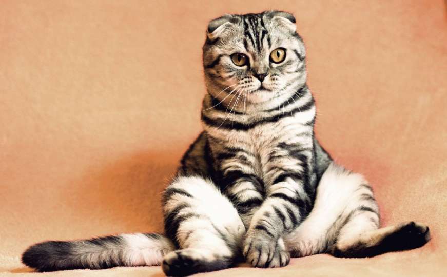 10 čudnih ponašanja kod mačaka: Evo zašto to rade 