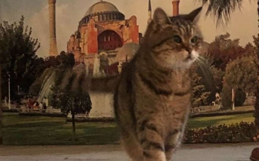Preminula je svjetski poznata mačka koja je godinama živjela u Aja Sofiji