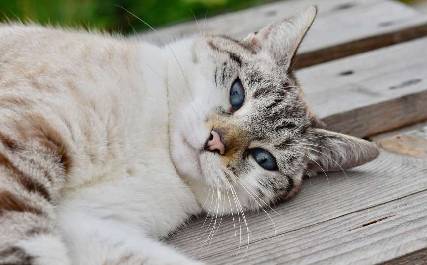 Misteriozni zvuk prava je enigma: Zašto mačke predu?  
