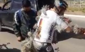 Bizarna nesreća: Biciklista pao na kaktus