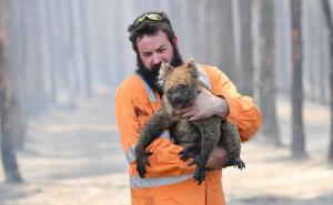 Tako to rade u Australiji: Vlada dala 18 miliona dolara za zaštitu koala