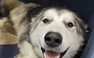 Nakon užasnog čina blizu Gračanice: Ortopedski zahvat psa prošao odlično