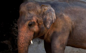 Poznata pjevačica se zalaže za njega: "Najusamljeniji slon na svijetu" ima novi dom 