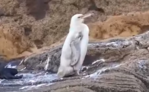 Na Galapagosu otkrivena vrlo neobična životinja  