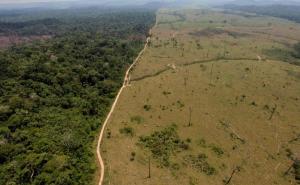 Svjetske organizacije upozoravaju: Krčenje prašuma u Amazoniji na rekordnom nivou