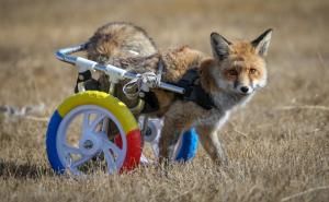 Hodalicom pomogli paraliziranoj lisici da se ponovo kreće