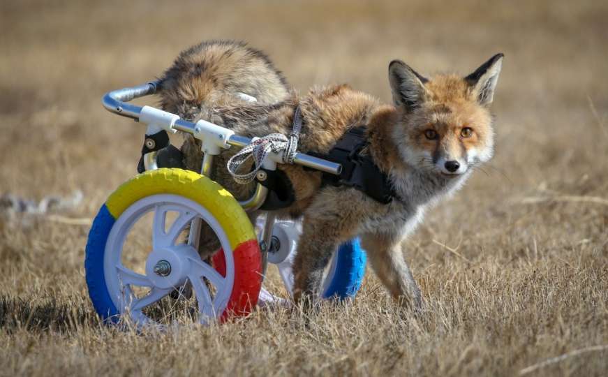 Hodalicom pomogli paraliziranoj lisici da se ponovo kreće