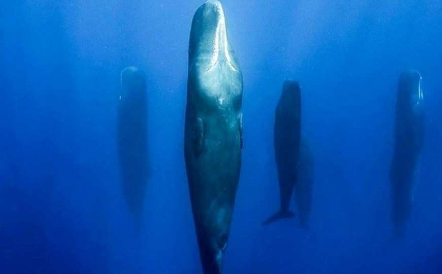 Nevjerovatne fotografije: Zašto ovi kitovi "stoje uspravno" usred okeana