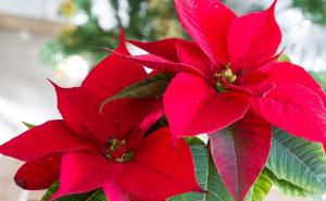 Božićna zvijezda: Greška koju radimo svi čim kupimo ovaj cvijet
