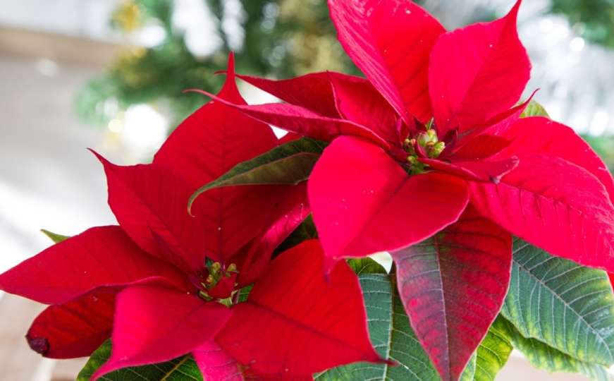 Božićna zvijezda: Greška koju radimo svi čim kupimo ovaj cvijet