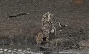 Uznemirujući snimak: Gepard pio vodu, kada ga je uhvatio krokodil
