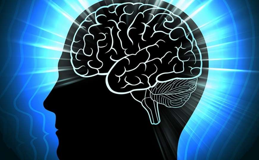 Veličina mozga je nebitna, evo od čega zavisi inteligencija
