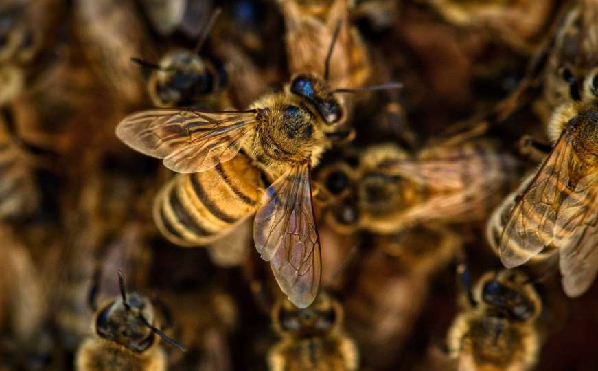 Zanimljivo otkriće: Pčele baš vole kanabis, od njega imaju veliku korist 