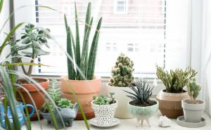 Evo kako njegovati sobne biljke tokom zime