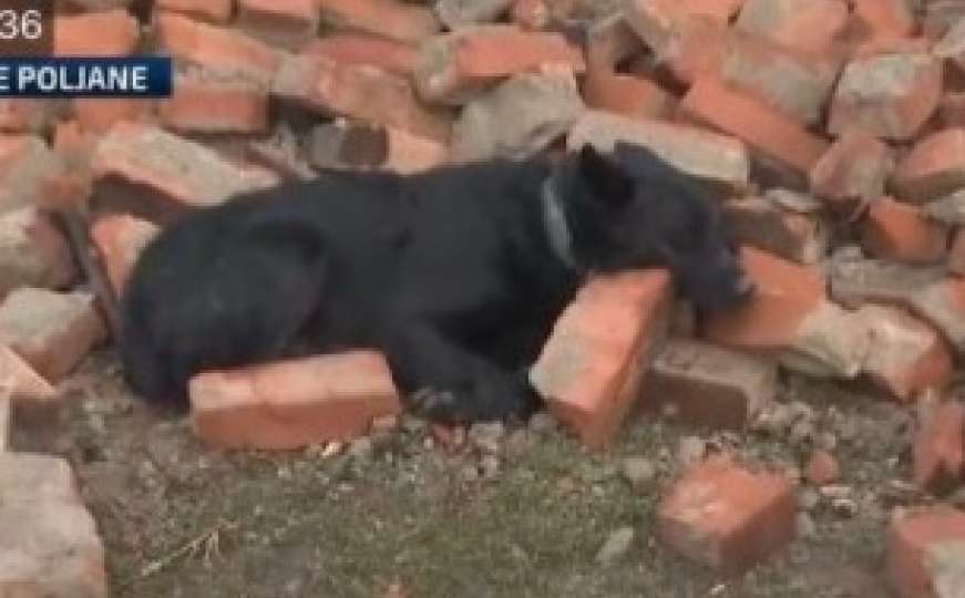 Prizor koji slama srce: Pas čuva kuću koje više nema
