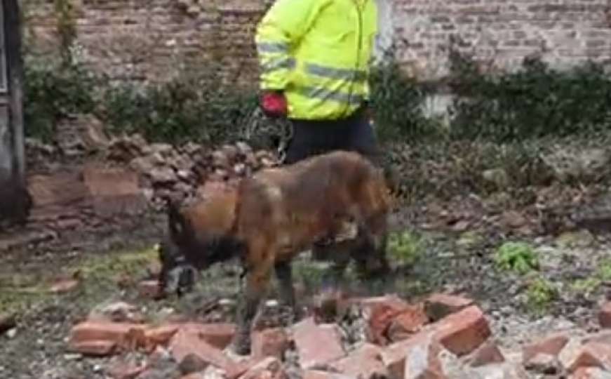 Kakva priča: Pas Draco spasio Petrinjku zatrpanu u zemljotresu