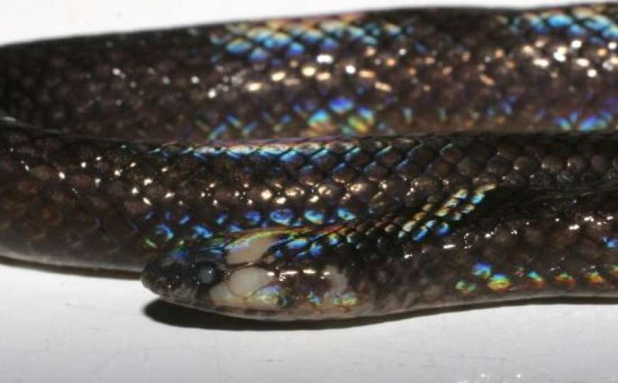 Slučajno otkriće: Pronađena nova vrsta zmije, veličine je olovke
