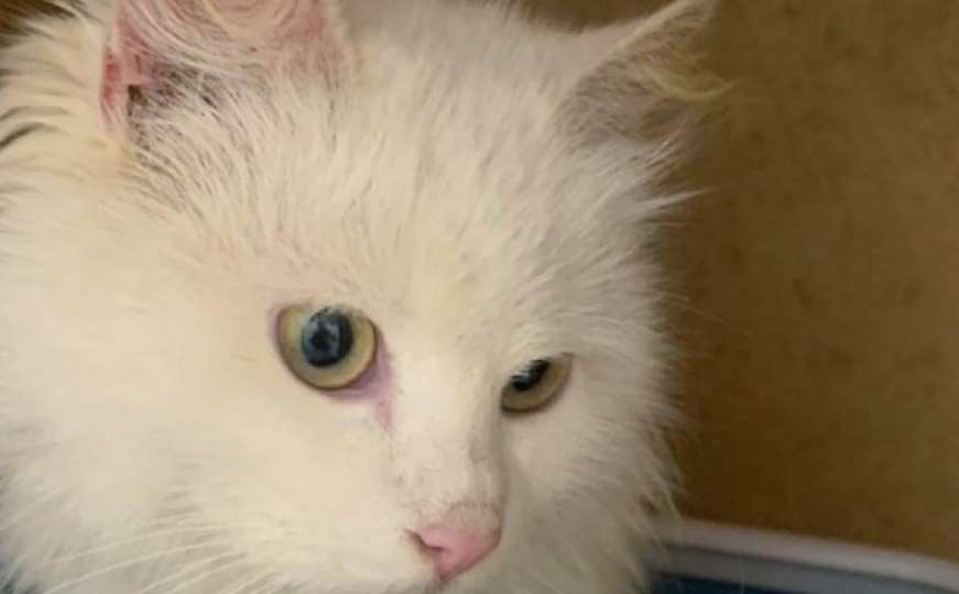 Spašena maca nakon zemljotresa: Vlasnici poginuli, ona više nema nikoga