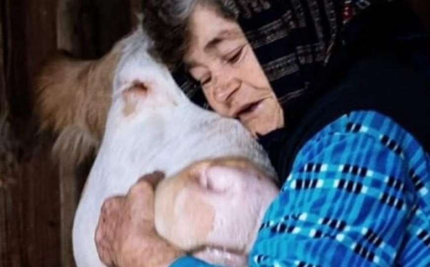Snimak bake iz Banije s njenim kravama rasplakao ljude
