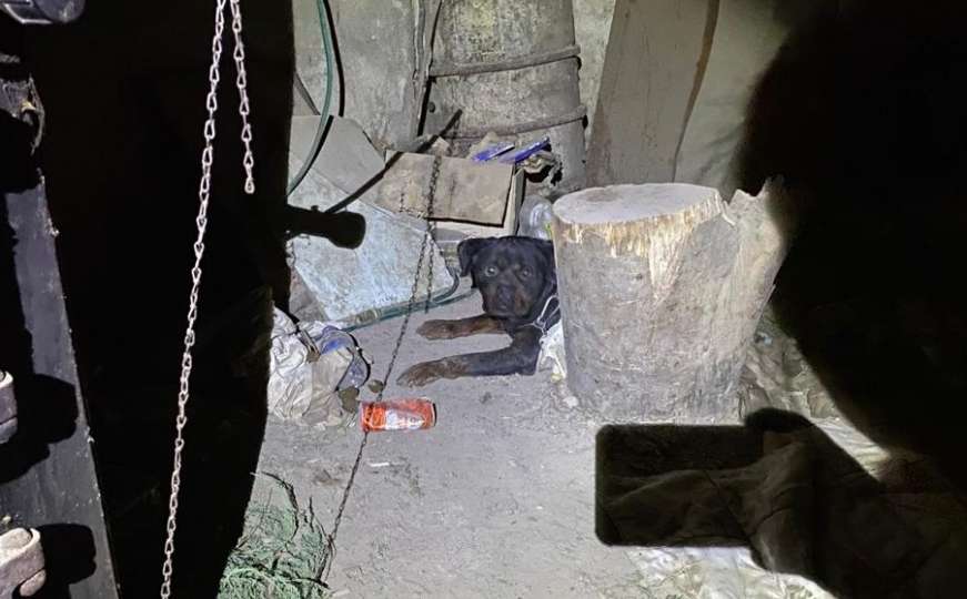 Nakon potresa u Petrinji porodica ostavila psa zavezanog za panj u podrumu