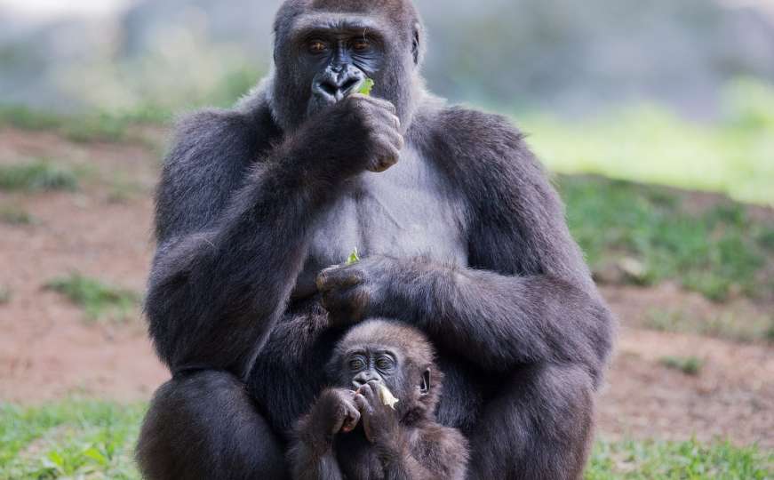 Zabilježeni prvi slučajevi zaraze koronavirusom kod gorila