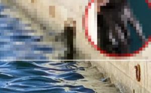 Split: Monstrum objesio psa za vezište i pustio ga da ugine 