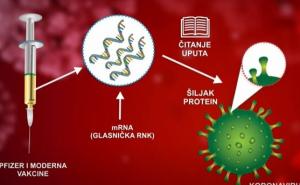 Dr. Nejra Džananović: Što su mRNA vakcine i kako funkcionišu?