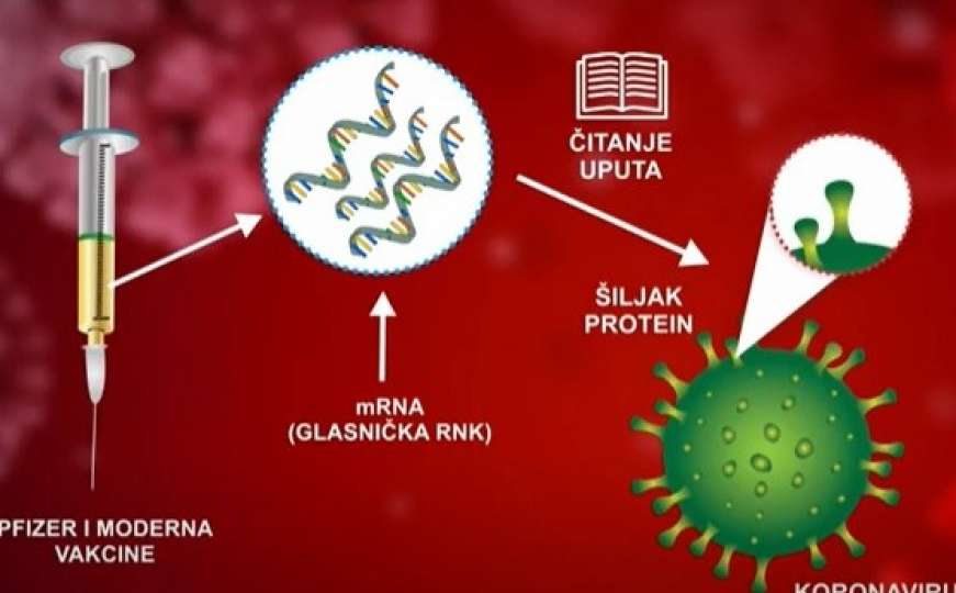 Dr. Nejra Džananović: Što su mRNA vakcine i kako funkcionišu?