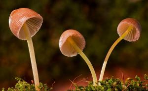 Nevjerovatno: U vene ubrizgao čaj od "čarobnih gljiva", počele rasti u njemu